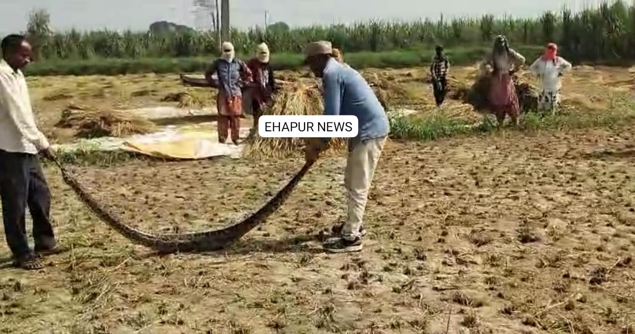 खेतों में निकला 12 फीट लम्बा विशाल अजगर