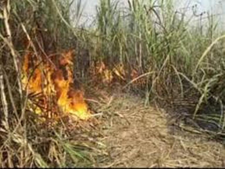 आग से गन्ने की चार बीघा फसल जलकर हुई राख
