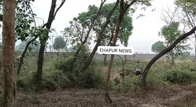 तय संख्या से अधिक पेड़ काटने के मामले में ठेकेदार पर मुकदमा