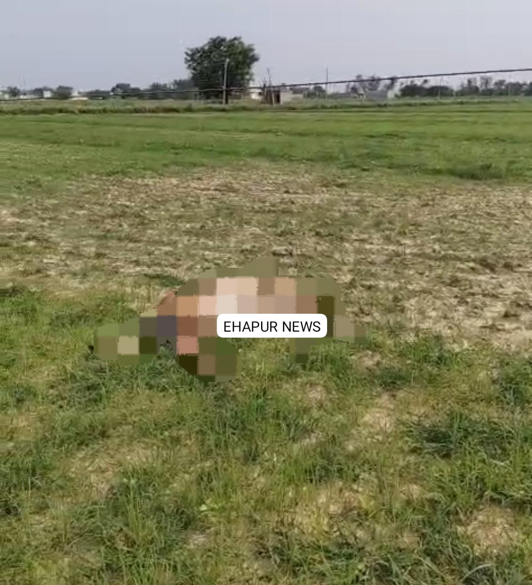 करंट की चपेट में आने से दो नीलगायों की मौत