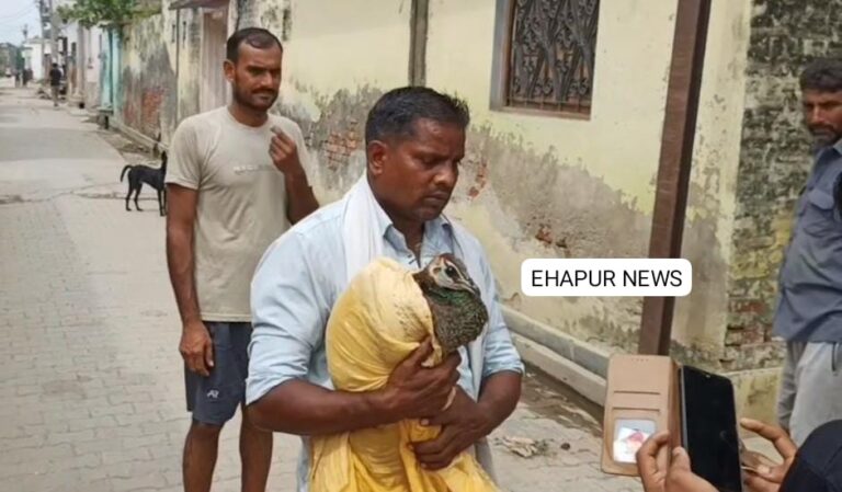 घायल अवस्था में ग्रामीण के घर में घुसी मोरनी