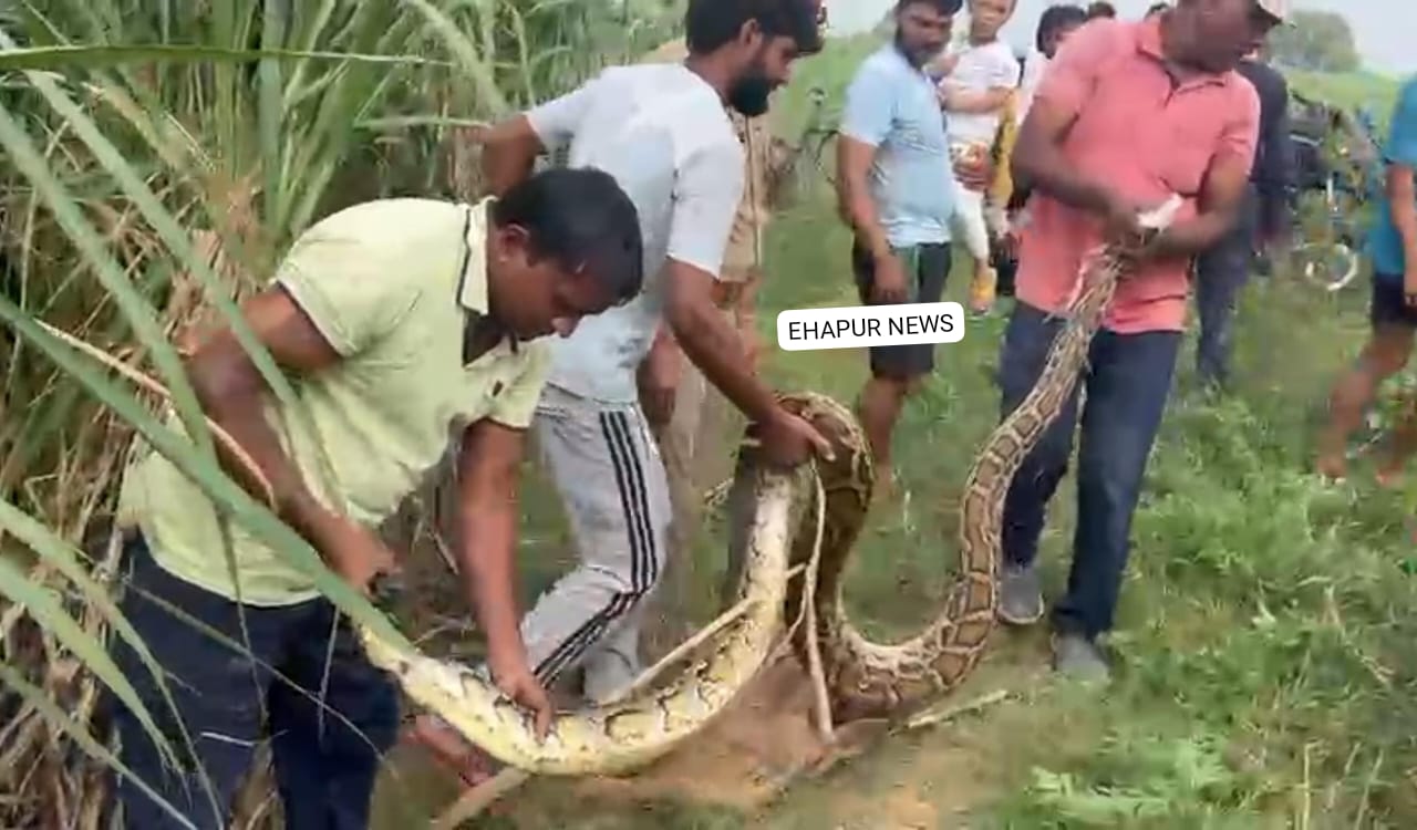 11 फीट लम्बे विशाल अजगर को पकड़ा