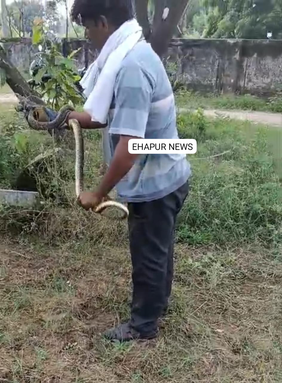 छह फीट लम्बे रेट स्नेक सांप को पकड़ा