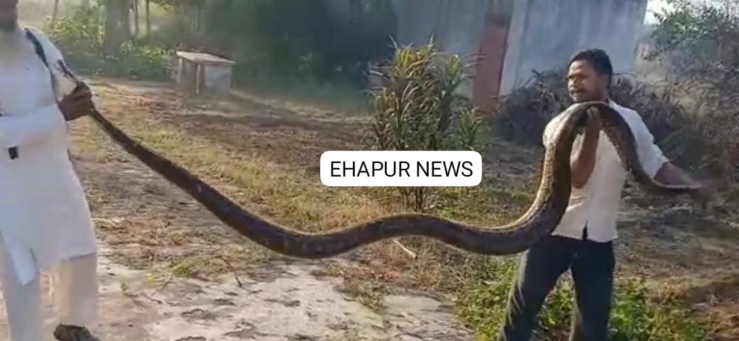 खेतों में काम कर रहे ग्रामीणों ने देखा 12 फीट लंबा विशाल अजगर