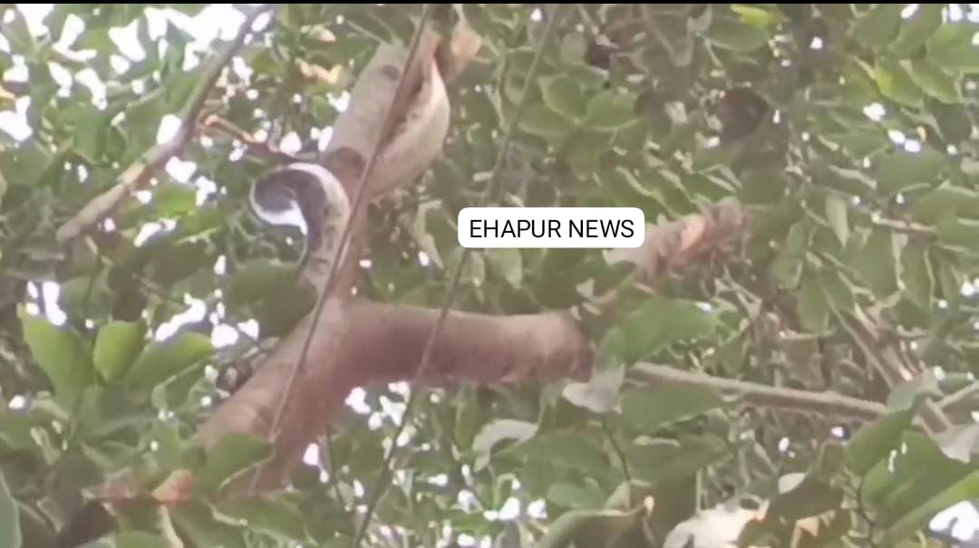 पेड़ पर चढ़ा 10 फीट लम्बा अजगर
