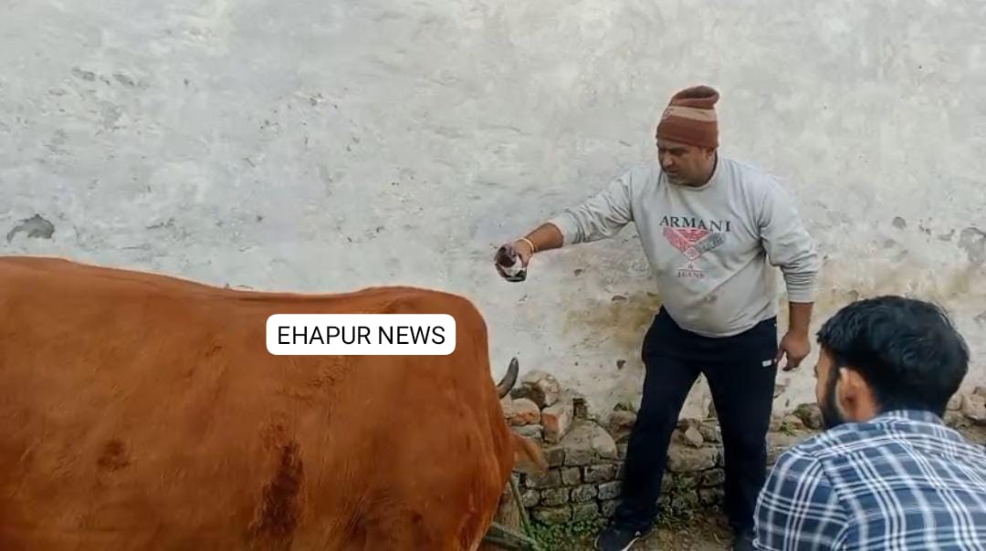 समाजसेवियों ने किया निराश्रित गर्भवती गाय का उपचार