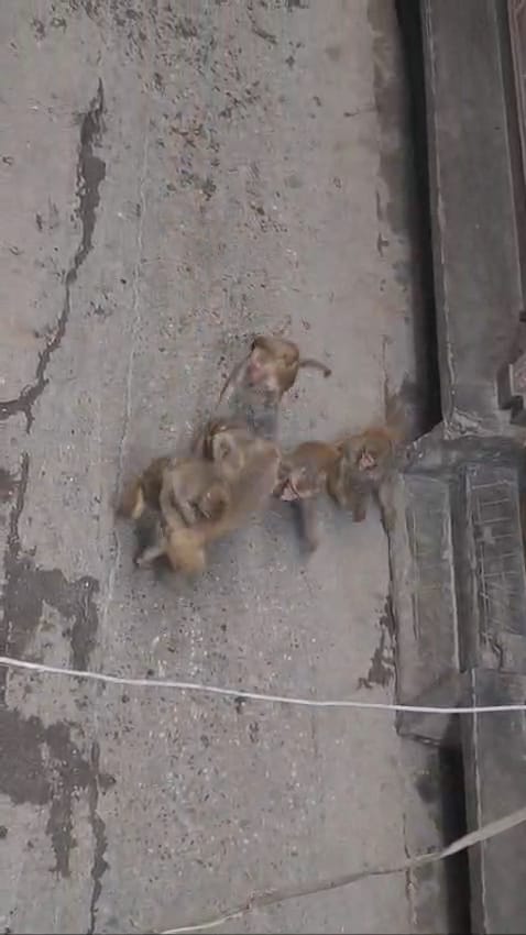 पिलखुवा में बंदरों का आतंक