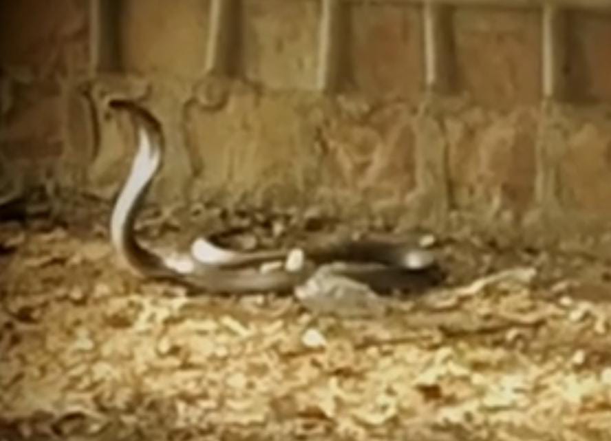कोठी के बाहर घूम रहे कोबरा को देख उड़े लोगों के होश