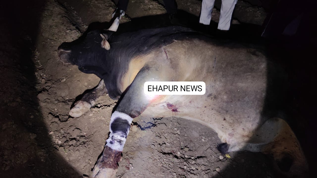 बेसहारा गोवंश का टूटा पैर, चौकी इंचार्ज ने भेजा गौशाला