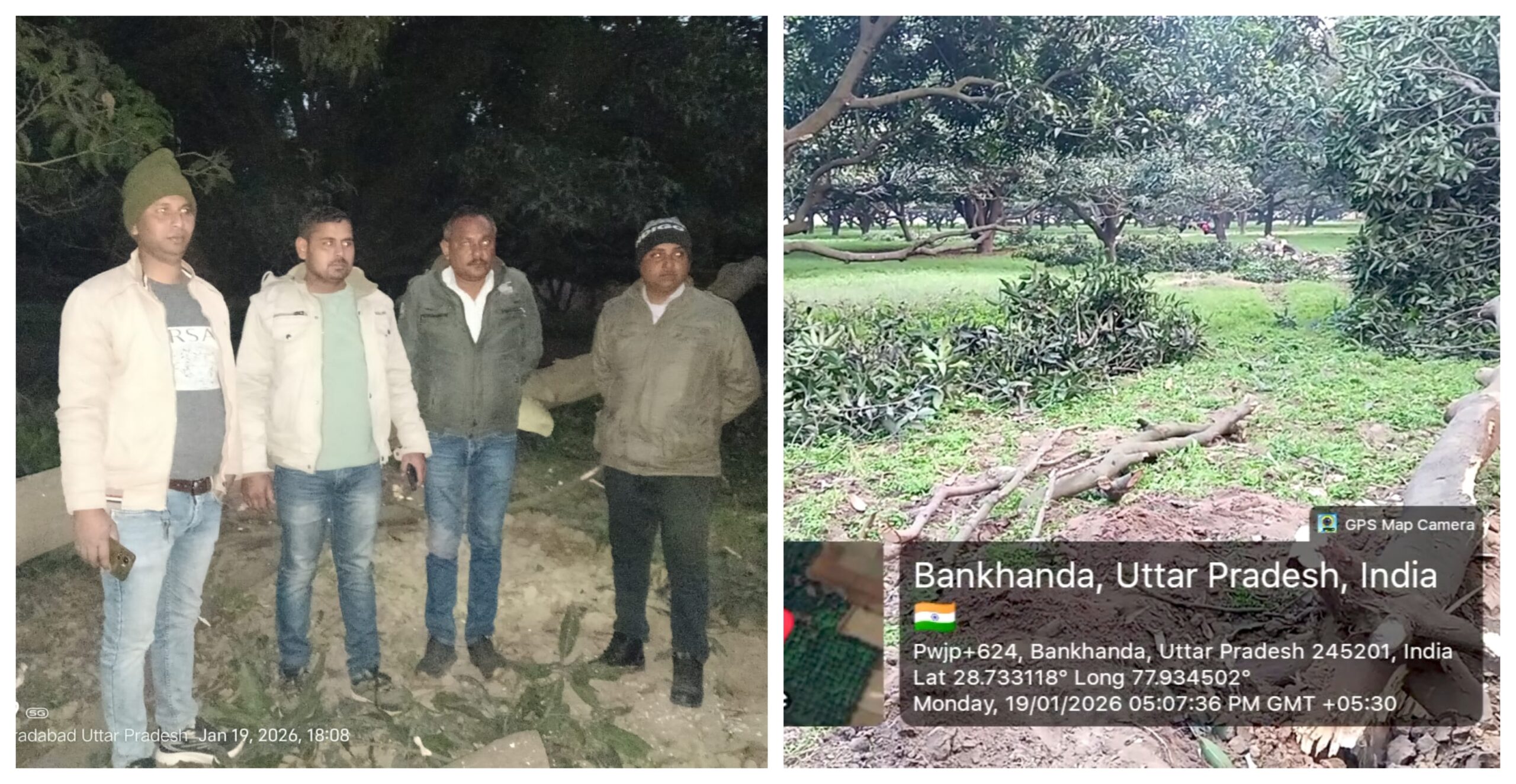 बाबूगढ़ में आम के हरे-भरे चार प्रतिबंधित पेड़ काटे