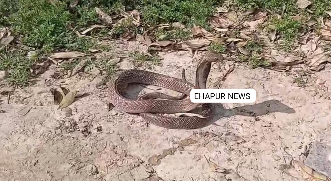 हापुड़: कोबरा निकलने से हड़कंप