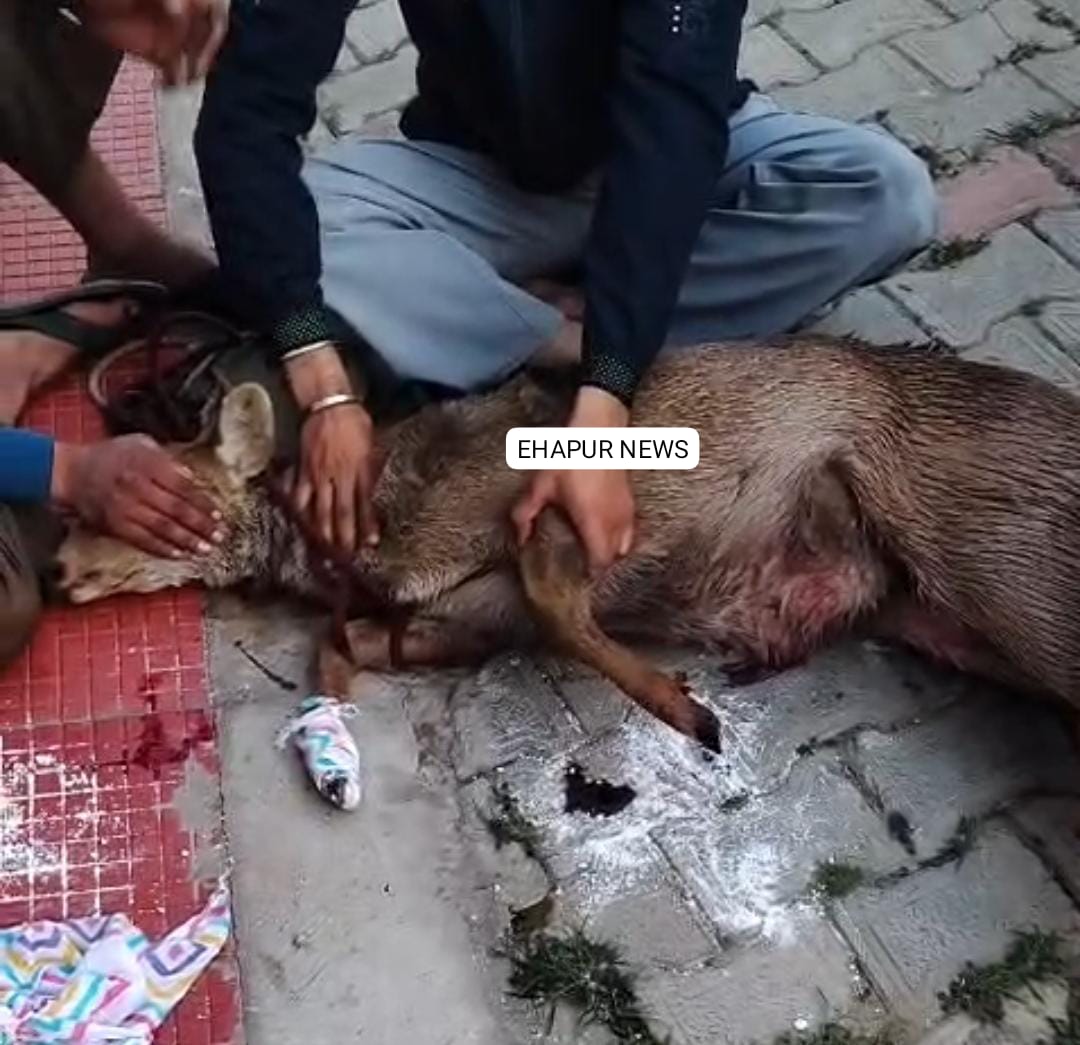 ग्रामीण के घर में घुसा हिरण का घायल बच्चा