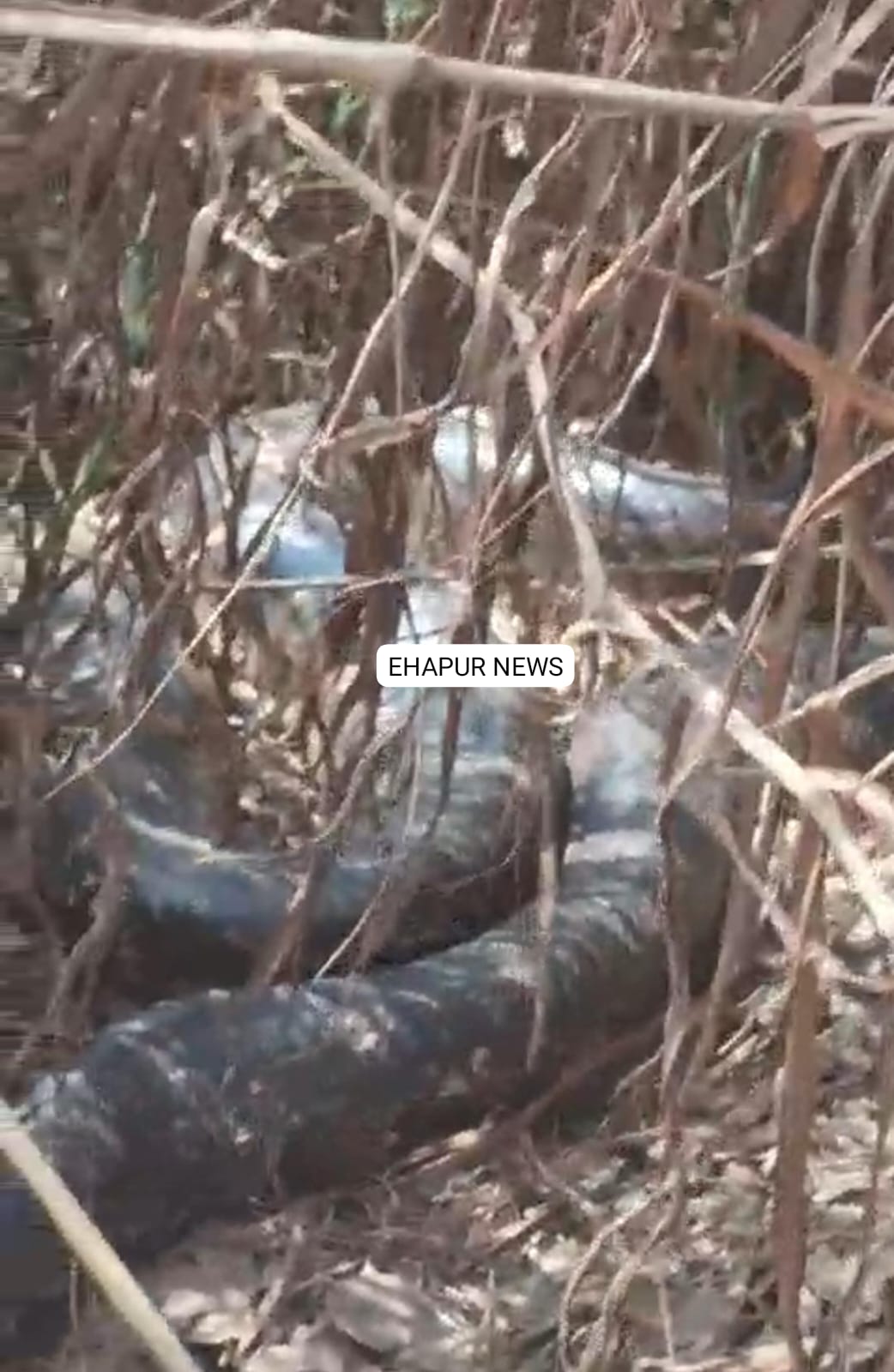 विशाल अजगर के जोड़े को देख उड़े लोगों के होश