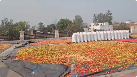 गढ़: होली से पहले बड़ी कार्रवाई, 13 कुंतल रंगीन कचरी पकड़ी