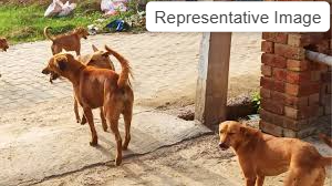 हापुड़ नगर पालिका कराएगी आवारा कुत्तों का बंध्याकरण